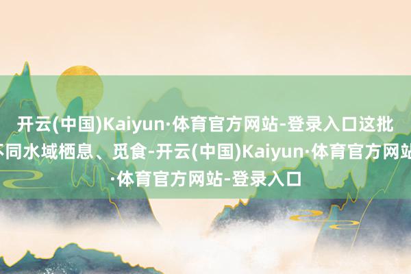 开云(中国)Kaiyun·体育官方网站-登录入口这批大天鹅在不同水域栖息、觅食-开云(中国)Kaiyun·体育官方网站-登录入口